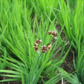 Grasses, Rushes and Sedges