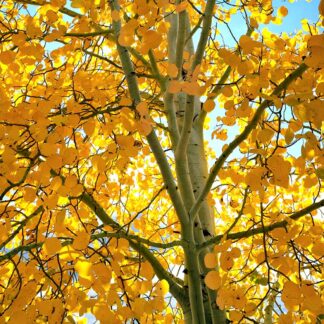 Populus Tremuloides